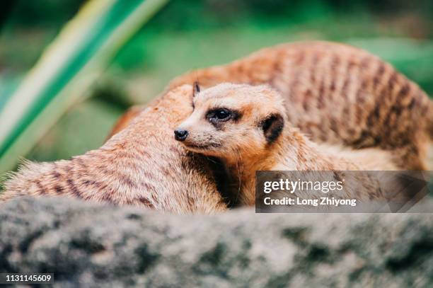 meerkat - 動物園 - fotografias e filmes do acervo