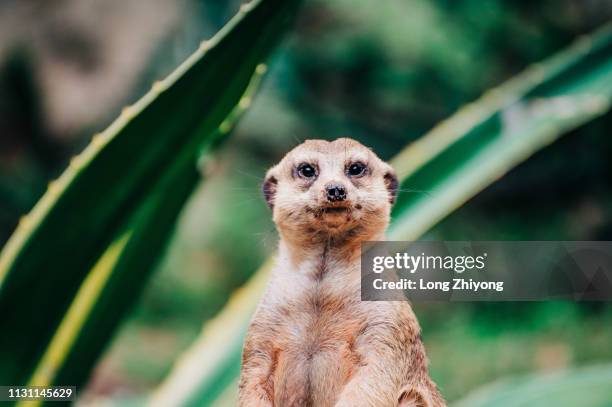 meerkat - 看 stock pictures, royalty-free photos & images