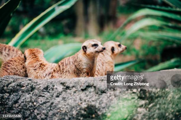 meerkat - 動物園 stock pictures, royalty-free photos & images