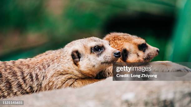 meerkat - 看 stock pictures, royalty-free photos & images