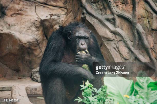 chimpanzee - 注視鏡頭 stock-fotos und bilder