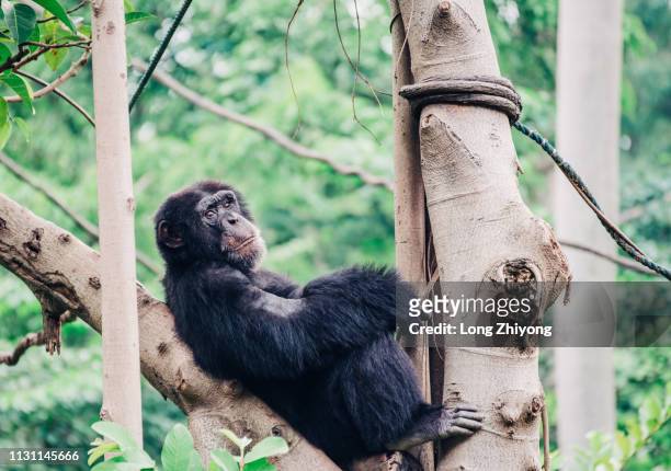 chimpanzee - 正面圖 stock pictures, royalty-free photos & images