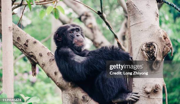 chimpanzee - 正面圖 stock-fotos und bilder