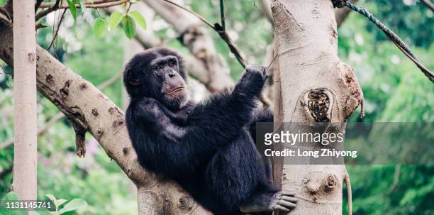chimpanzee - 正面圖 stock-fotos und bilder
