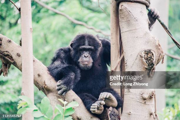 chimpanzee - 猿 stockfoto's en -beelden
