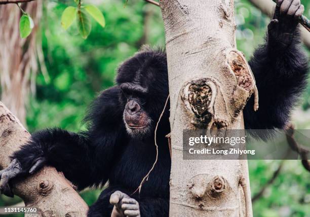 chimpanzee - 猿 fotografías e imágenes de stock