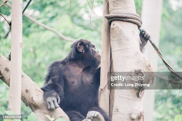 chimpanzee - 正面圖 stock pictures, royalty-free photos & images