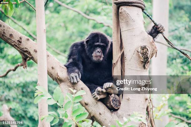 chimpanzee - 猿 stockfoto's en -beelden