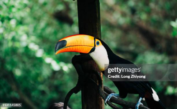 ramphastos toco - 動物園 fotografías e imágenes de stock