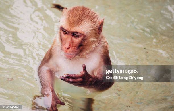 monkey in water - 猿 fotografías e imágenes de stock