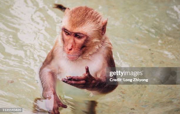 monkey in water - 猿 stockfoto's en -beelden