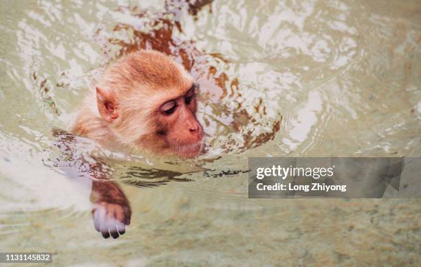 monkey in water - 猿 stock pictures, royalty-free photos & images