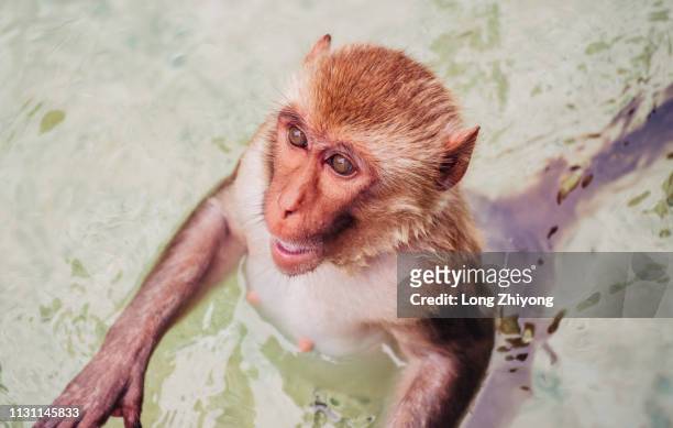 monkey in water - 猿 stockfoto's en -beelden