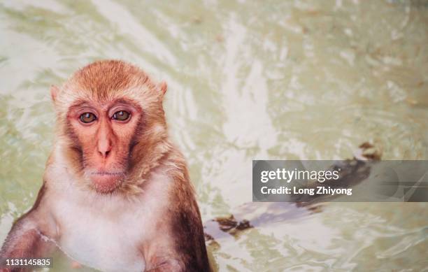 monkey in water - 在野外的野生動物 stockfoto's en -beelden