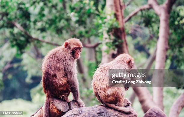 monkey on branch - 猿 stock pictures, royalty-free photos & images