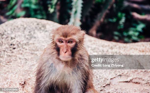 monkey - 猿 fotografías e imágenes de stock