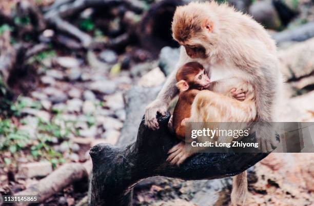 mother monkey and her baby - 動物園 - fotografias e filmes do acervo