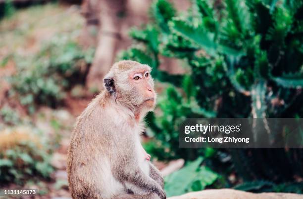 monkey - 正面圖 stock pictures, royalty-free photos & images