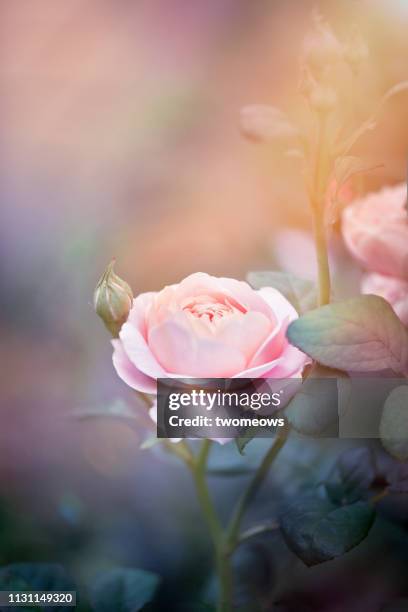toned image of pink lilac colour rose blossom. - rosa violette parfumee photos et images de collection