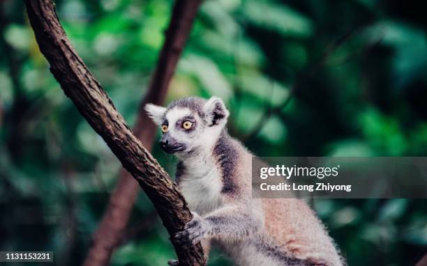 ring-tail lemur - 動物園 - fotografias e filmes do acervo