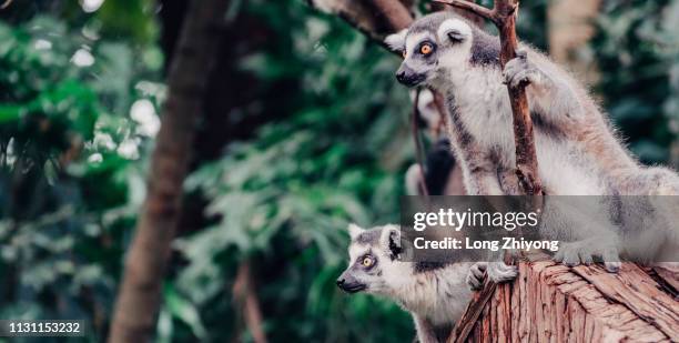 ring-tail lemur - 動物園 fotografías e imágenes de stock