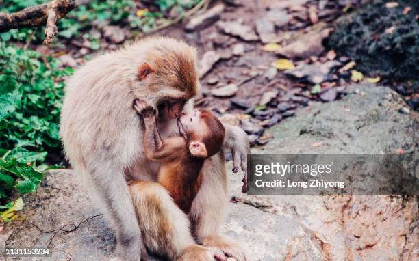 mother monkey - 猿 stock pictures, royalty-free photos & images