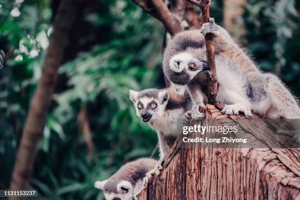 ring-tail lemur - 動物園 - fotografias e filmes do acervo