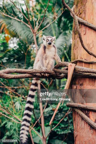 ring-tail lemur - 動物園 stock pictures, royalty-free photos & images