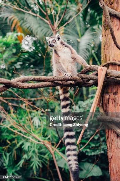 ring-tail lemur - 動物園 fotografías e imágenes de stock