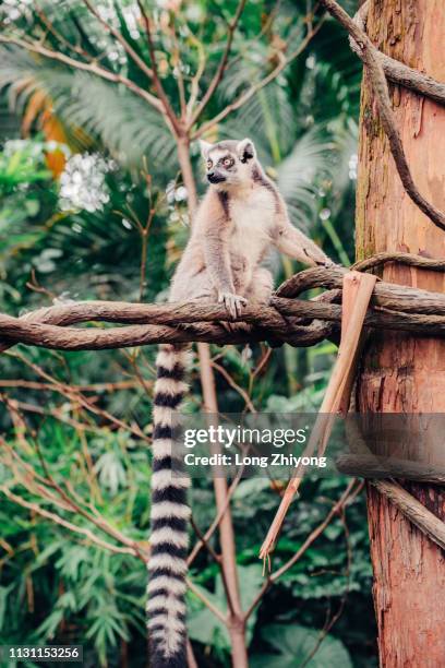 ring-tail lemur - 動物園 fotografías e imágenes de stock