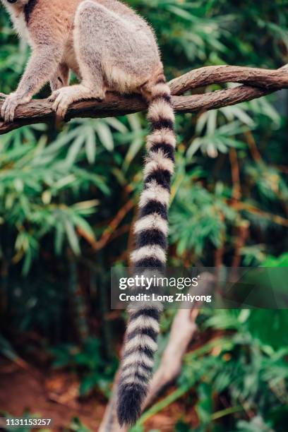 ring-tail lemur - 動物園 - fotografias e filmes do acervo