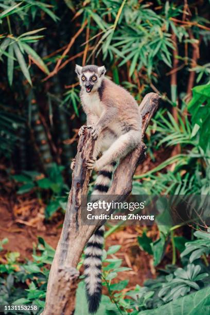 ring-tail lemur - 動物園 fotografías e imágenes de stock