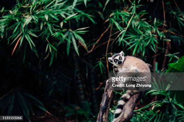 ring-tail lemur - 動物園 - fotografias e filmes do acervo