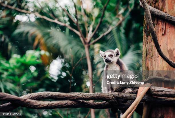 ring-tail lemur - 動物園 stock pictures, royalty-free photos & images