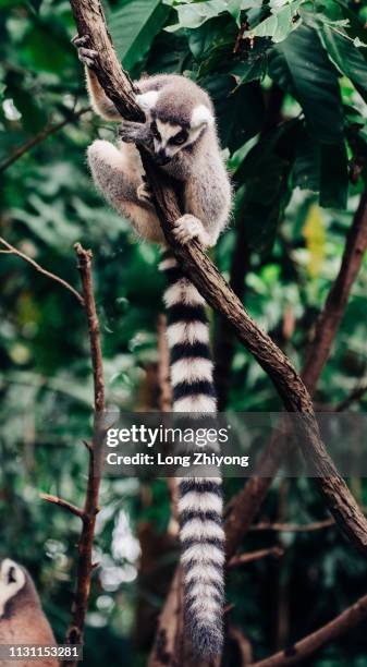 ring-tail lemur - 動物園 - fotografias e filmes do acervo