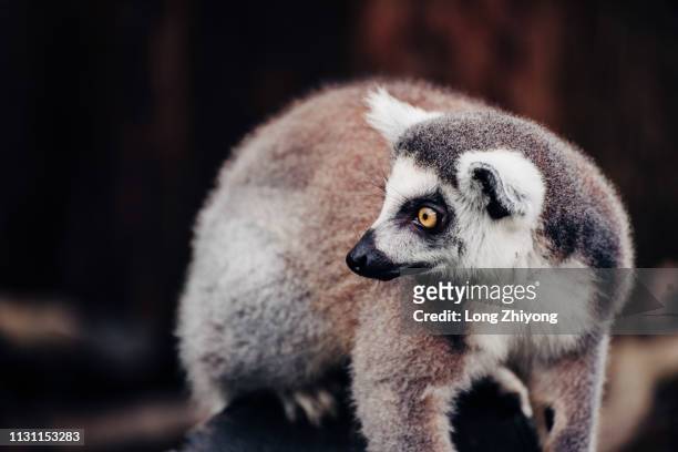 ring-tail lemur closeup - 環境保護 fotografías e imágenes de stock