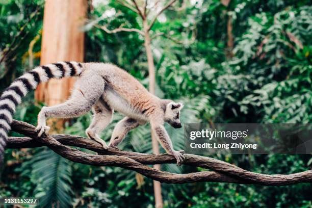 ring-tail lemur - 動物園 - fotografias e filmes do acervo