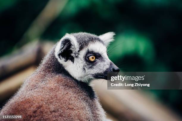 ring-tail lemur closeup - 環境保護 fotografías e imágenes de stock