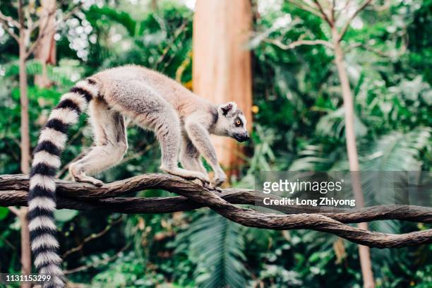 ring-tail lemur - 動物園 fotografías e imágenes de stock