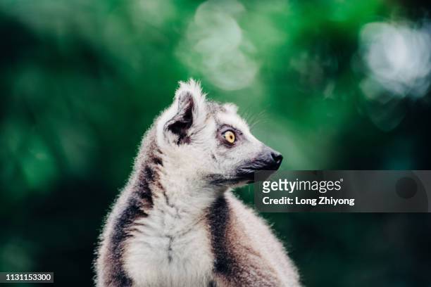 ring-tail lemur closeup - 猿 stock pictures, royalty-free photos & images