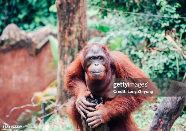 orangutan - 猿 stockfoto's en -beelden