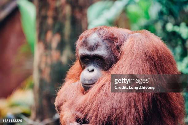 orangutan - 在野外的野生動物 stockfoto's en -beelden