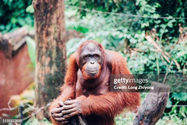 orangutan - 猿 stock pictures, royalty-free photos & images