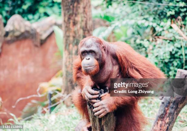 orangutan - 猿 stockfoto's en -beelden