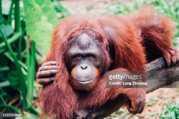 orangutan - 在野外的野生動物 stockfoto's en -beelden