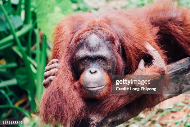 orangutan - 猿 stock pictures, royalty-free photos & images