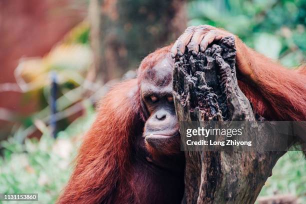 orangutan - 猿 stockfoto's en -beelden