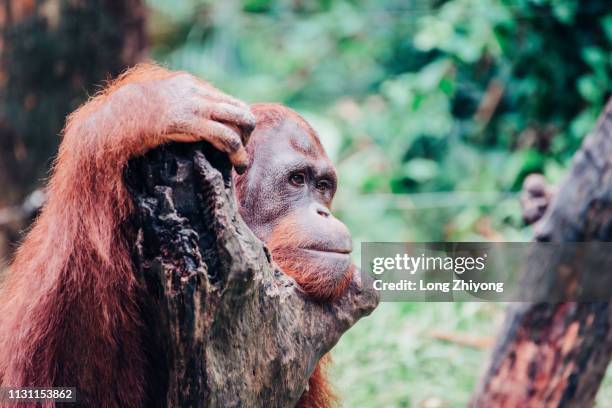 orangutan - 猿 stock pictures, royalty-free photos & images