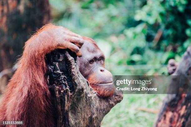 orangutan - 森林 stockfoto's en -beelden