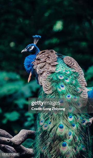 peacock two - 在野外的野生動物 stockfoto's en -beelden